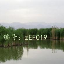 ع